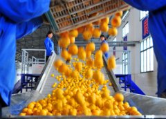<b>Customized Solutions for Fruit & Vegetable Processing</b>